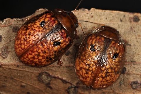 Trachymela rugosa  Australia,Geotagged,Spring,Trachymela,Trachymela rugosa