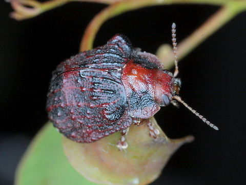 Trachymela papuligera  Australia,Geotagged,Summer,Trachymela,Trachymela papuligera