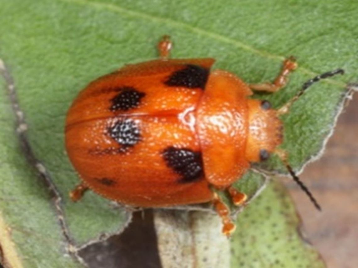 Trachymela sjoestedti  Australia,Geotagged,Trachymela sjoestedti,trachymela