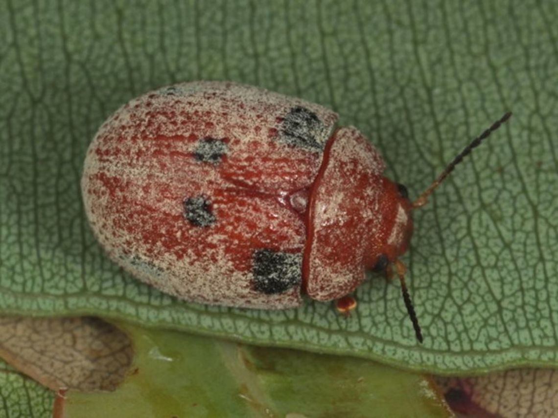Trachymela exarata  Australia,Geotagged,Trachymela,Trachymela exarata