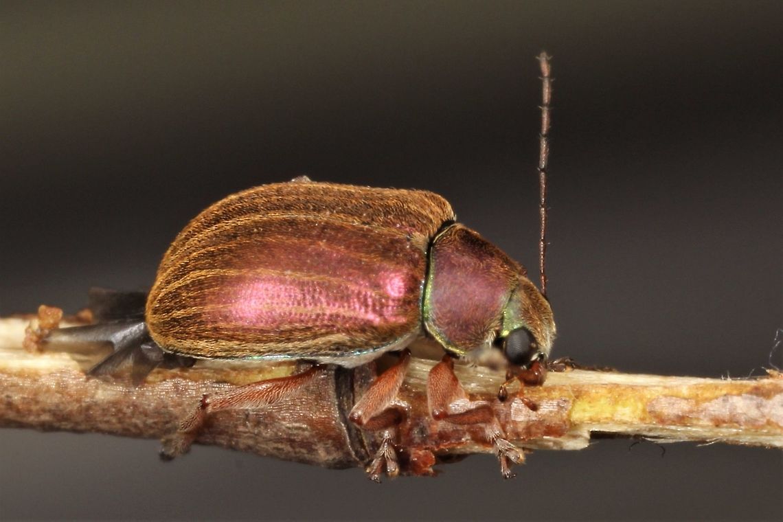 Eumolpinae; Edusella Another tiny metallic beetle with long antennae and setose series along the length of the elytra.   Australia,Geotagged,Spring