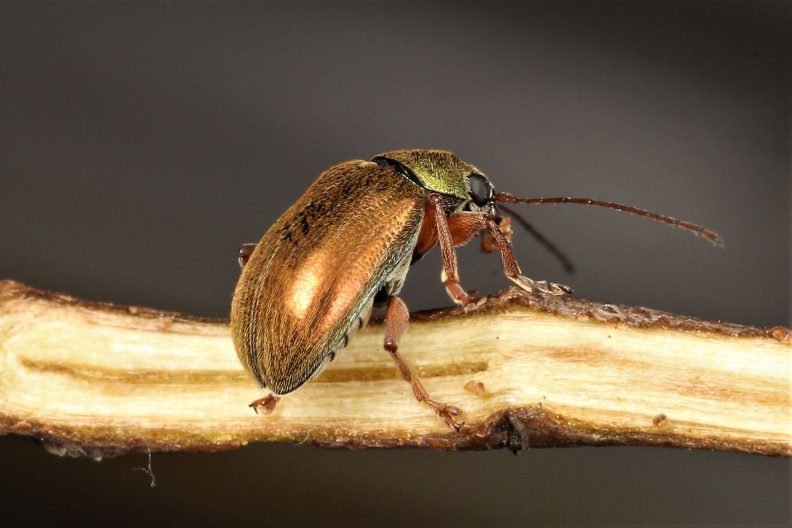 Eumolpinae; Edusella Another metallic leaf beetle with a green pronotum.  This beetle occurs fairly commonly.  Australia,Geotagged,Spring