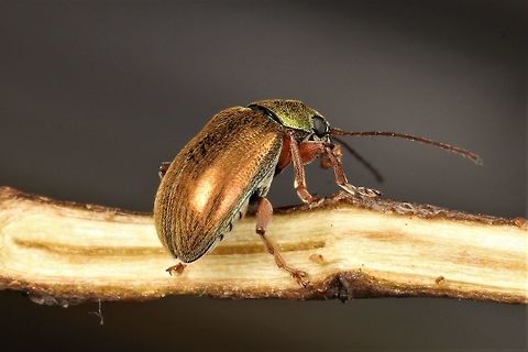 Eumolpinae; Edusella Another metallic leaf beetle with a green pronotum.  This beetle occurs fairly commonly.  Australia,Geotagged,Spring