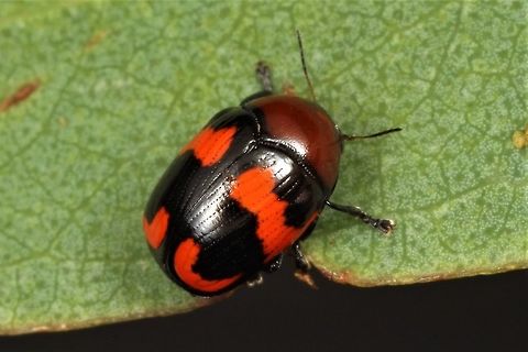 Cryptocephalinae; Ditropidus  sp. A tiny and bright leaf beetle looking somewhat like a coccinellidae.  Australia,Geotagged,Spring