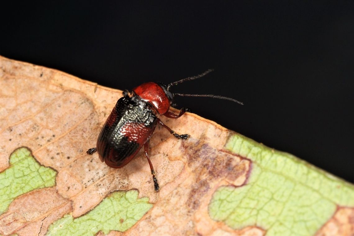 Cryptocephalinae; Aporocera (Aporocera) sp. Aporocera Aporocera: iridipennis   ???  Probably not. <br />
Cryptocephalinae  MtBarker West Australia Australia,Geotagged,Winter