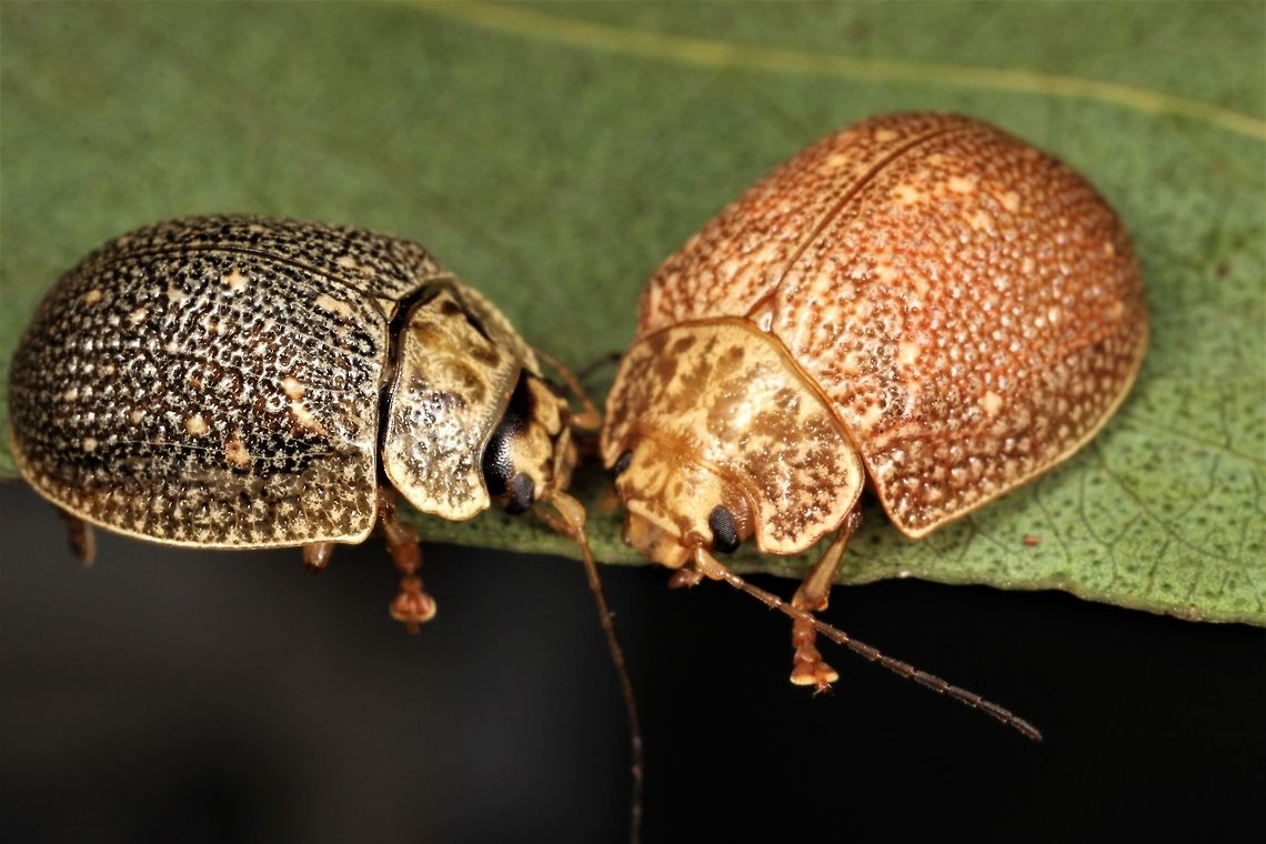 Paropsis intermedia This species is sexually dimorphic and was first described as two distinct species.  The male is darker and the female is larger.  This distinction is common for other less dimorphic beetles.   Australia,Geotagged,Paropsis intermedia,Spring,paropsis