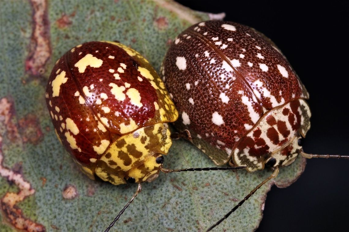 Paropsis marmorea Paropsis maculata is smaller and more brightly colored than Paropsis marmorea (meaning marbled).  P. marmorea has white blotches instead of yellow and they are smaller.  Paropsis marmorea is widespread but not often seen.   Australia,Geotagged,Paropsis,Paropsis marmorea,Spring