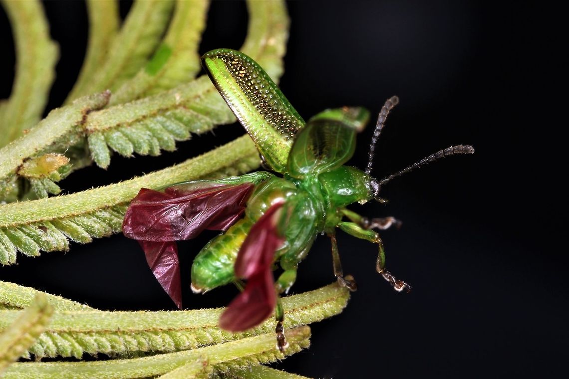 Calomela vittata.  Take-off!!! Not certain of the species, I'll not make a species entry until I check it further.    I see some guesswork employed in this genus.   Australia,Calomela acaciae,Geotagged,Spring,calomela