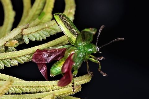 Calomela vittata.  Take-off!!! Not certain of the species, I'll not make a species entry until I check it further.    I see some guesswork employed in this genus.   Australia,Calomela acaciae,Geotagged,Spring,calomela