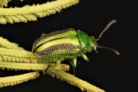 Calomela vittata on Acacia http://www.bowerbird.org.au/observations/95929  Australia,Geotagged,Spring