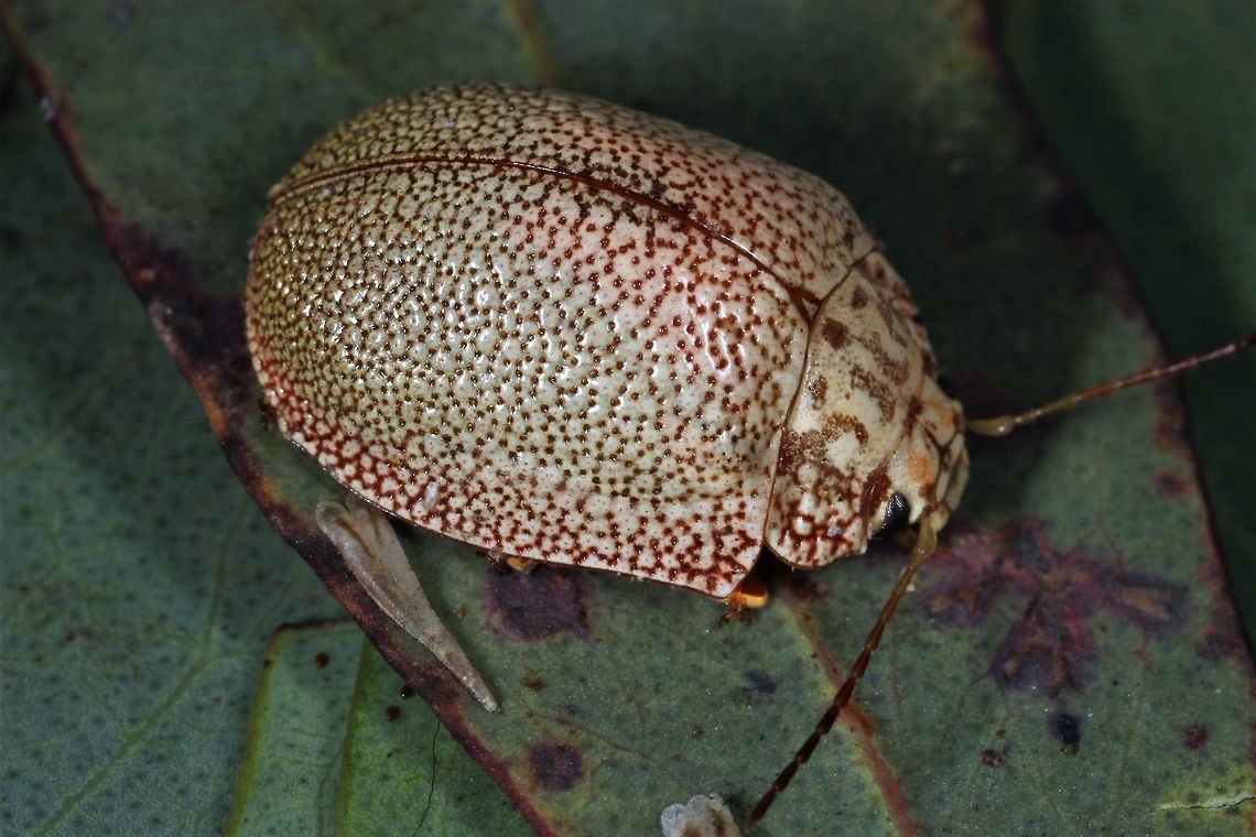 Paropsis sp From NSW and Queensland this species is still undescribed.  There is one record from Victoria and we saw two today.  Nice.   Australia,Geotagged,Spring,paropsis