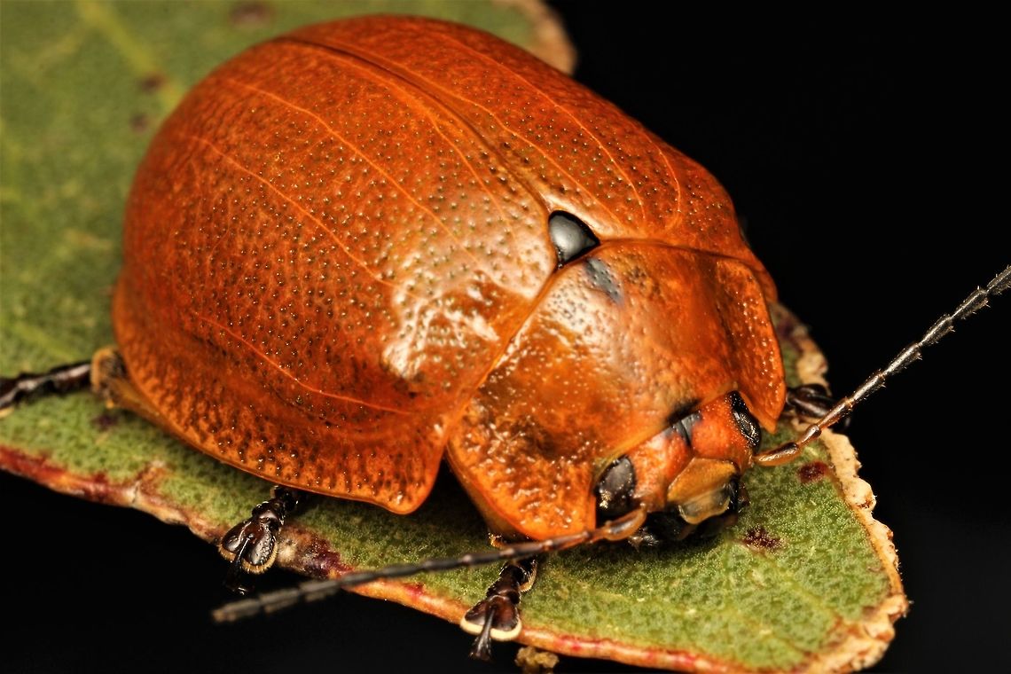 Paropsis augusta The largest species in Paropsis.<br />
This creature likes snow Gum. Australia,Geotagged,Paropsis augusta,Spring,paropsis