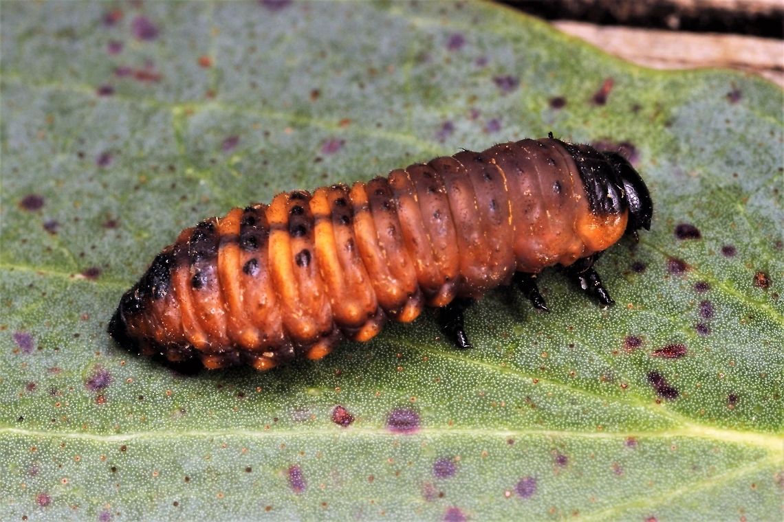 Paropsis larva Maybe Paropsis aegrota.  Australia,Geotagged,Spring,paropsis