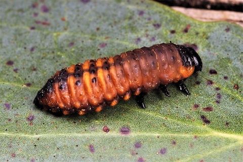 Paropsis larva Maybe Paropsis aegrota.  Australia,Geotagged,Spring,paropsis