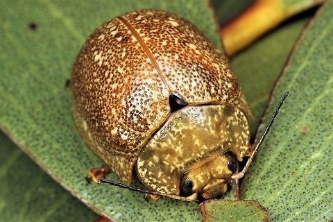 Paropsis variolosa  Australia,Geotagged,Paropsis variolosa,Spring,paropsis