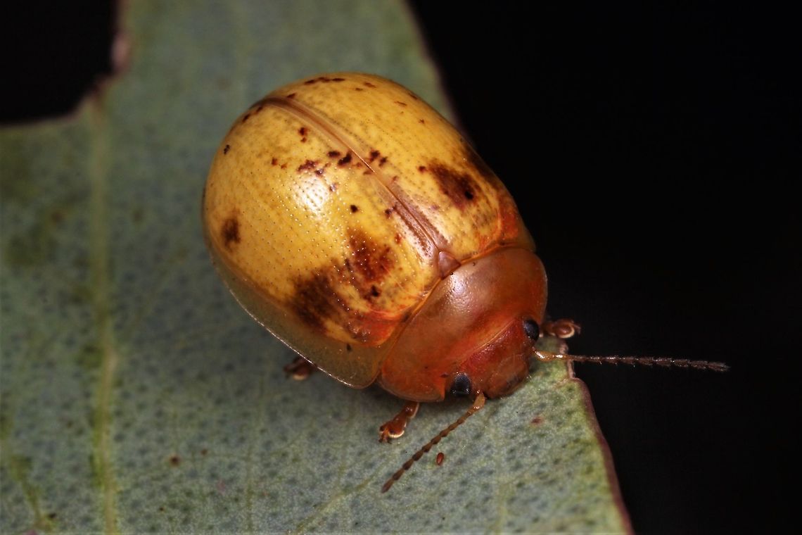 Paropsisterna interstitialis  Australia,Geotagged,Paropsisterna,Paropsisterna interstitialis,Spring