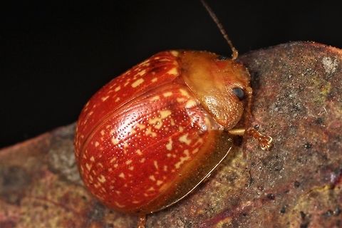 Paropsisterna atalanta