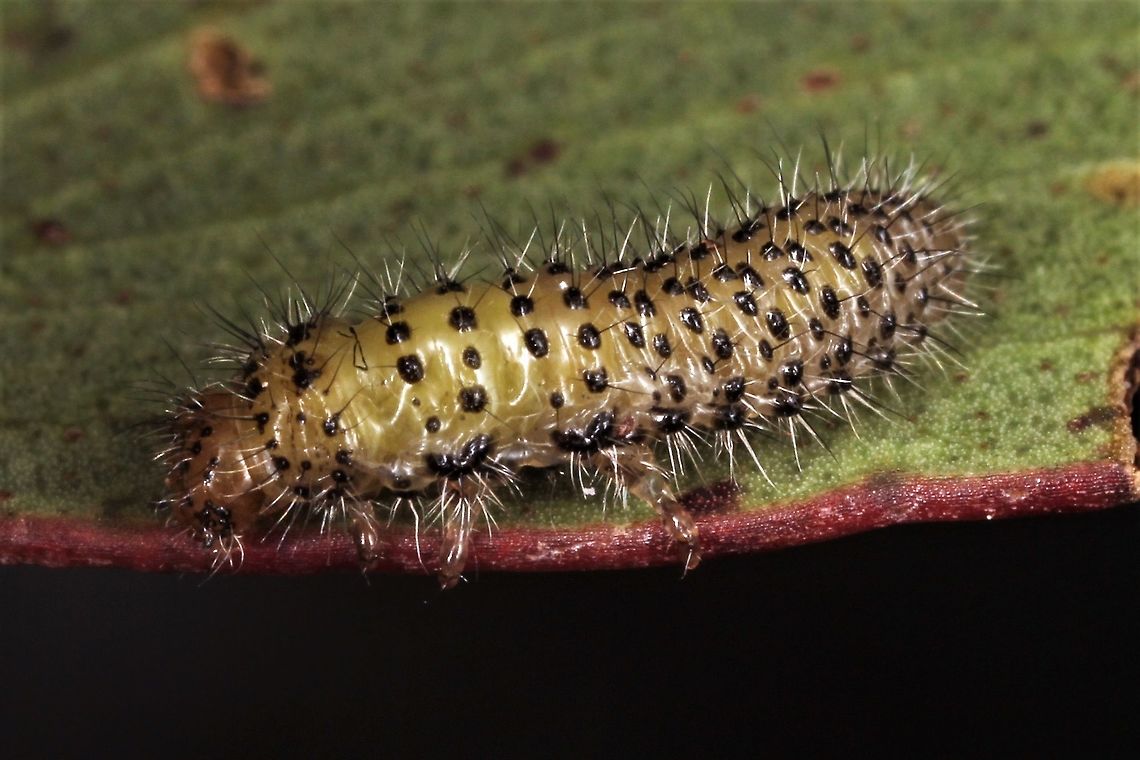Paropsisterna larva Larvae of many of the Paropsisterna genus are setose, as this specimen is.  I suspect it is Paropsisterna atalanta  Australia,Geotagged,Paropsisterna,Spring