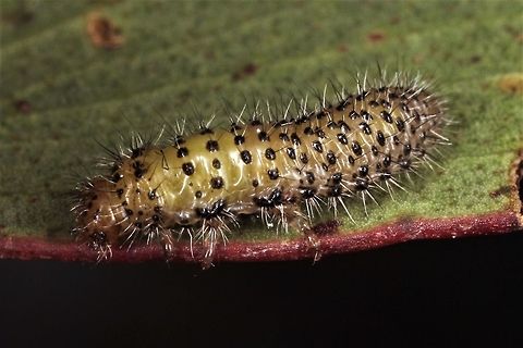 Paropsisterna larva Larvae of many of the Paropsisterna genus are setose, as this specimen is.  I suspect it is Paropsisterna atalanta  Australia,Geotagged,Paropsisterna,Spring