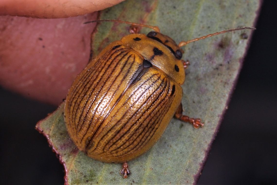 Paropsisterna lignea  Australia,Geotagged,Paropsisterna,Paropsisterna lignea,Spring