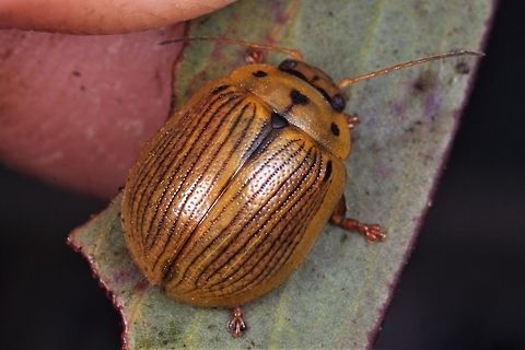 Paropsisterna lignea  Australia,Geotagged,Paropsisterna,Paropsisterna lignea,Spring