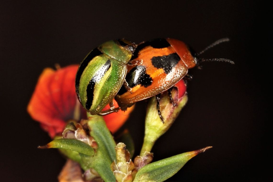 Peltoschema festiva This diminutive beetle eluded notice until I realized its host plant is a native pea, one of several Davesia species.  It was a surprise to find  the green male of Peltoschema lepida on her back, showing considerable interest.  This observation strongly suggests that P. festiva is polymorphic and a synonym of P. lepida but I would like a bit more experience before I adopt a particular view.    <br />
 Australia,Geotagged,Peltoschema,Peltoschema festiva,Spring