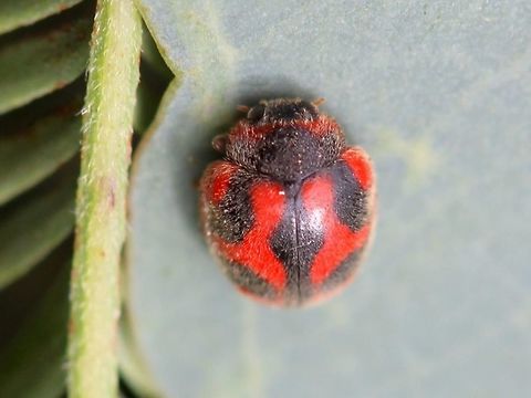 Rodolia cardinalis (vedalia ladybird beetle) A tiny red ladybird beetle weighing in at 3mm.  
This insect is a predator of Icerya purchasi (the cottony cushion scale insect) and was introduced into Californian citrus orchards for an excellent biological control success story. Australia,Geotagged,Rodolia,Rodolia cardinalis