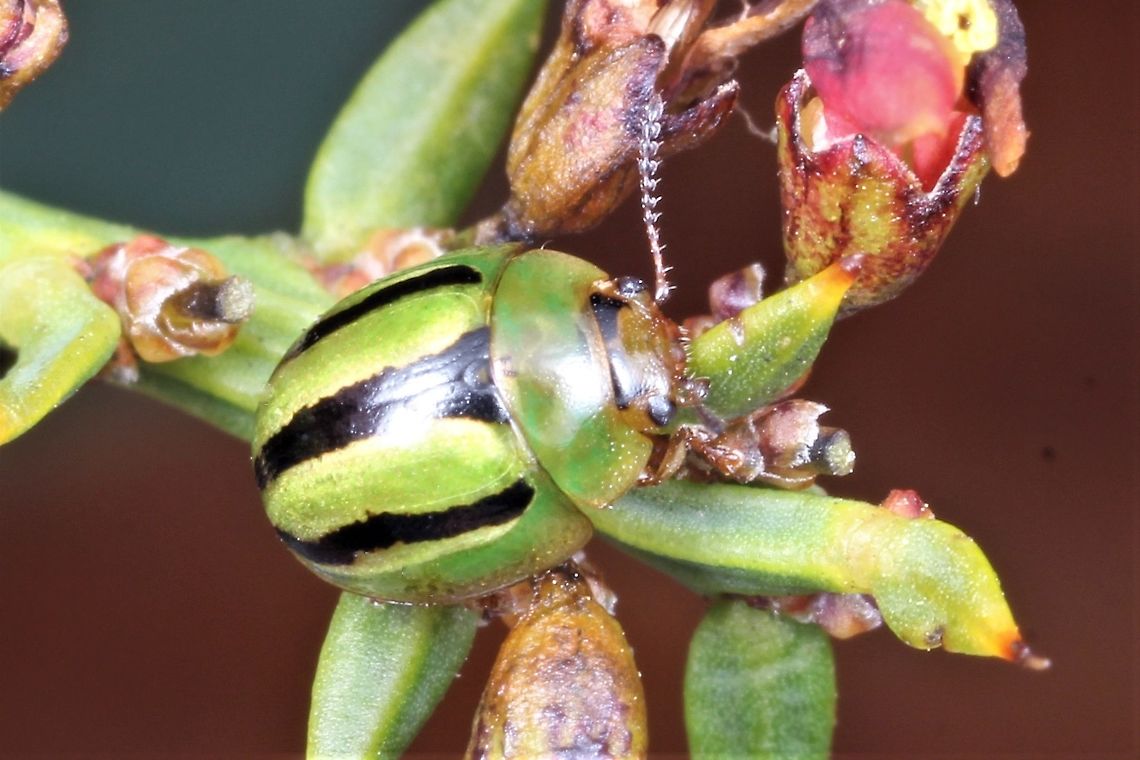 Peltoschema lepida A small green striped leaf beetle on Davesia latifolia, native pea  Australia,Geotagged,Peltoschema,Peltoschema lepida,Spring