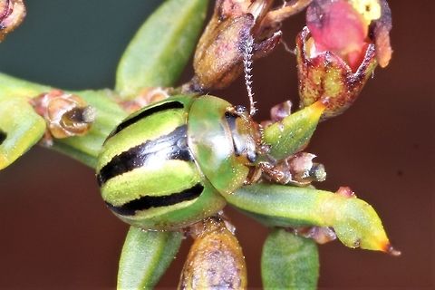 Peltoschema lepida A small green striped leaf beetle on Davesia latifolia, native pea  Australia,Geotagged,Peltoschema,Peltoschema lepida,Spring