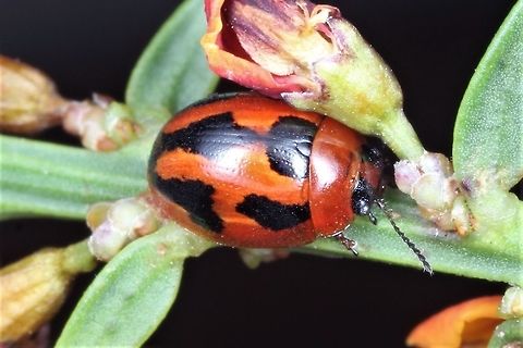 Peltoschema festiva This beetle is a mimic of the cardinal ladybird beetle.  The mimicry is so close that some specimens in the museum are actually ladybird beetles by mistake. 
https://www.jungledragon.com/image/54941/rodolia_cardinalis_vedalia_ladybird_beetle.html  Australia,Geotagged,Peltoschema festiva,Spring,peltoschema