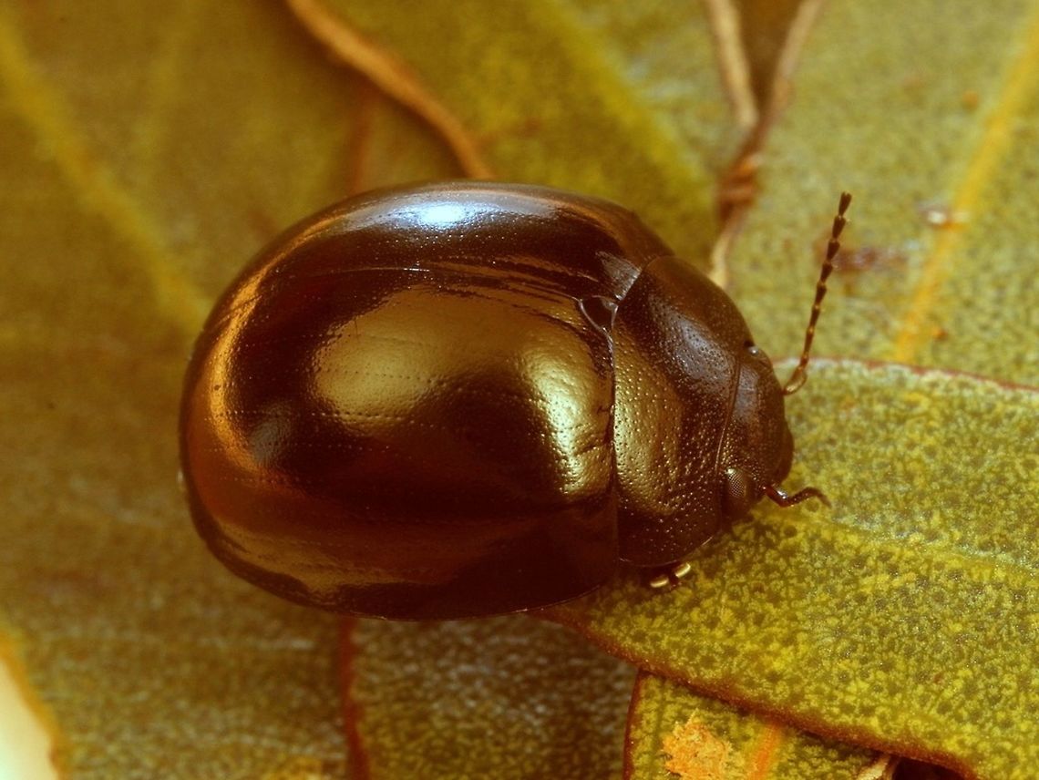 Paropsisterna nigrita A convex black leaf beetle.  It seems to be associated with arid habitats.  I know of one live specimen although a few occur in museum collections.   This is named by comparison with a named specimen in the SAM (South Australian Museum).     Australia,Geotagged,Paropsisterna nigrita,Spring,paropsisterna