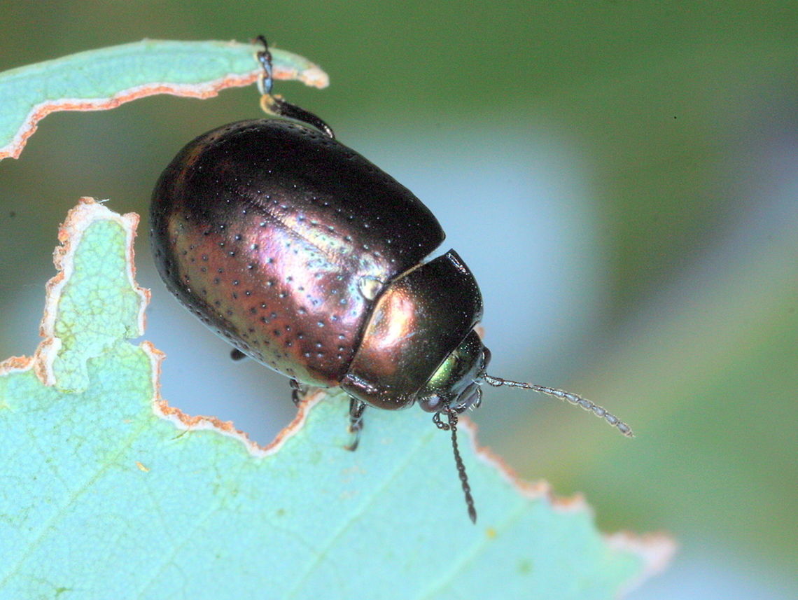 Chrysolina hyperici St. Johns Wort Beetle.  This insect is introduced to Australia for a biological control of St. Johns Wort.  <br />
There are only five species in Australia in this large worldwide genus.  At least two have been introduced to tackle escaped weed species.   Australia,Chrysolina,Chrysolina hyperici,Chrysolina quadrigemina,Geotagged,St Johns Wort Beetle,Summer