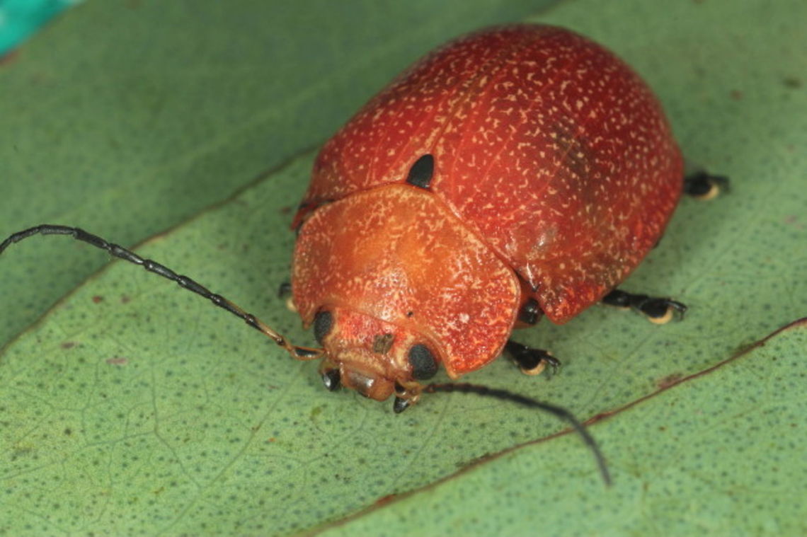 Paropsis parryi  GM Specimen found by Gunter Maywald.   Australia,Geotagged,Paropsis parryi,Spring,paropsis