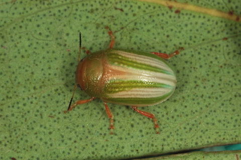 Calomela  AS Collected by Allen Sundholm.   Australia,Calomela,Geotagged,Spring