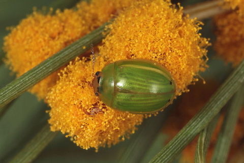 Peltoschema subapicalis A small green Acacia leaf beetle with two black subapical dots.   Australia,Geotagged,Peltoschema,Winter,peltoschema subapicalis