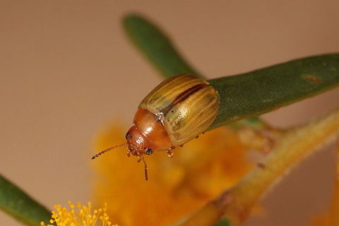 Peltoschema mediovittata GW Found by Geoff Walker
A small testaceous Acacia leaf beetle with a faint medial vitta.   Australia,Geotagged,Peltoschema,Peltoschema mediovittata,Winter