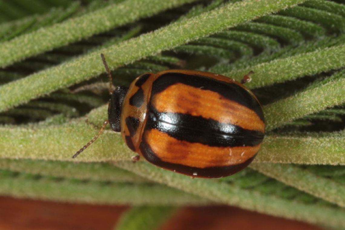 Peltoschema trilineata A small leaf beetle in the 'oceanica' species group of the Peltoschema genus which represents the Coccinellidae mimics. The oceanica aggregation are typically brightly colored, convex, ovate and glossy. <br />
Trilineata has three dark lateral vittae and four pronotal blotches of variable patterning. I have seen this species in east Victoria and Brisbane, Qeensland. Australia,Geotagged,Peltoschema,Peltoschema trilineata,Spring