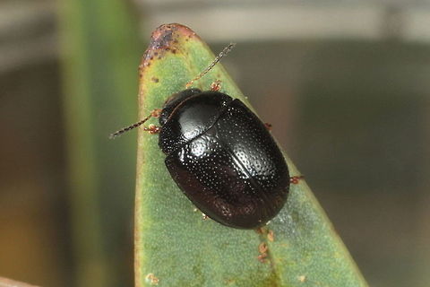 Mystery peltoschema Found by Geoff Walker Australia,Geotagged,Peltoschema,Spring