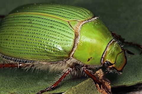 Green Chafer Melolonthinae Australia,Emerald eucalyptus chafer,Fall,Geotagged,Spring,Xylonichus eucalypti