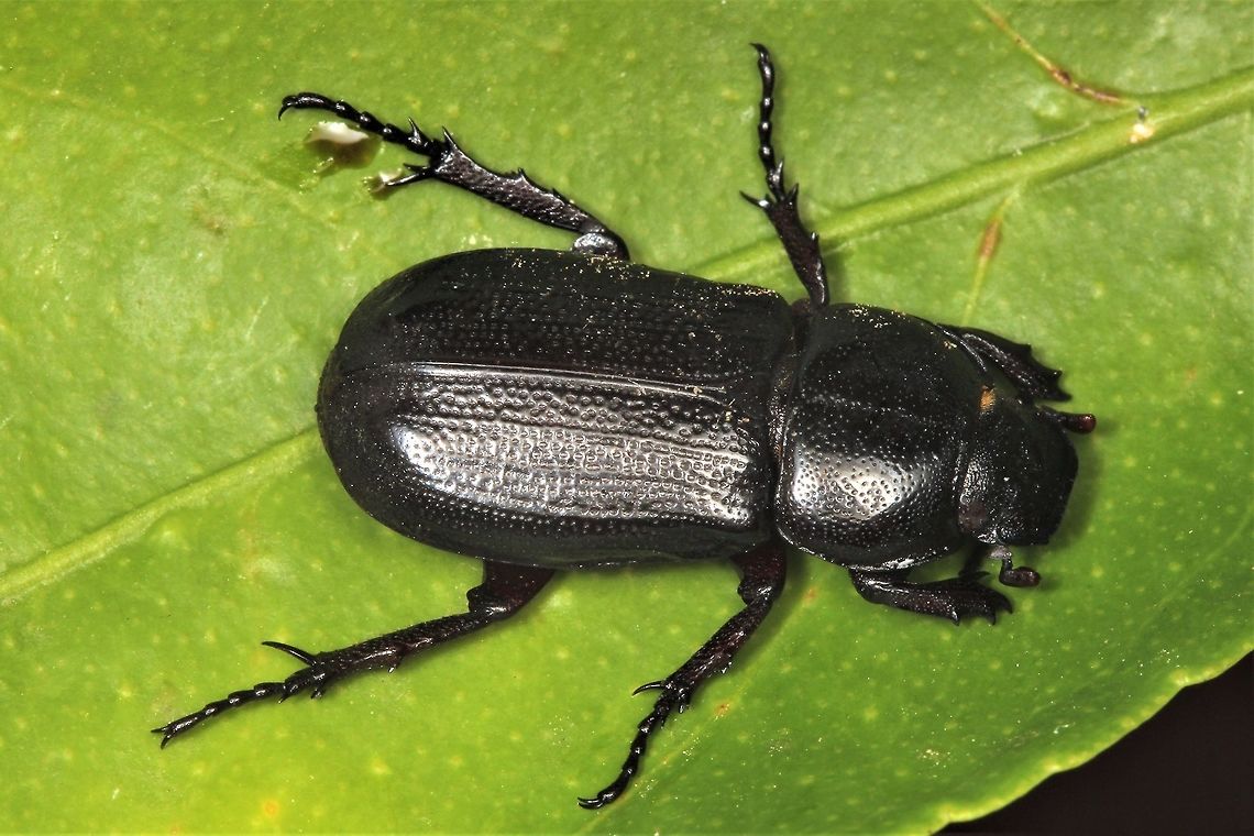 Scarab Melolonthinae  Australia,Geotagged,Spring