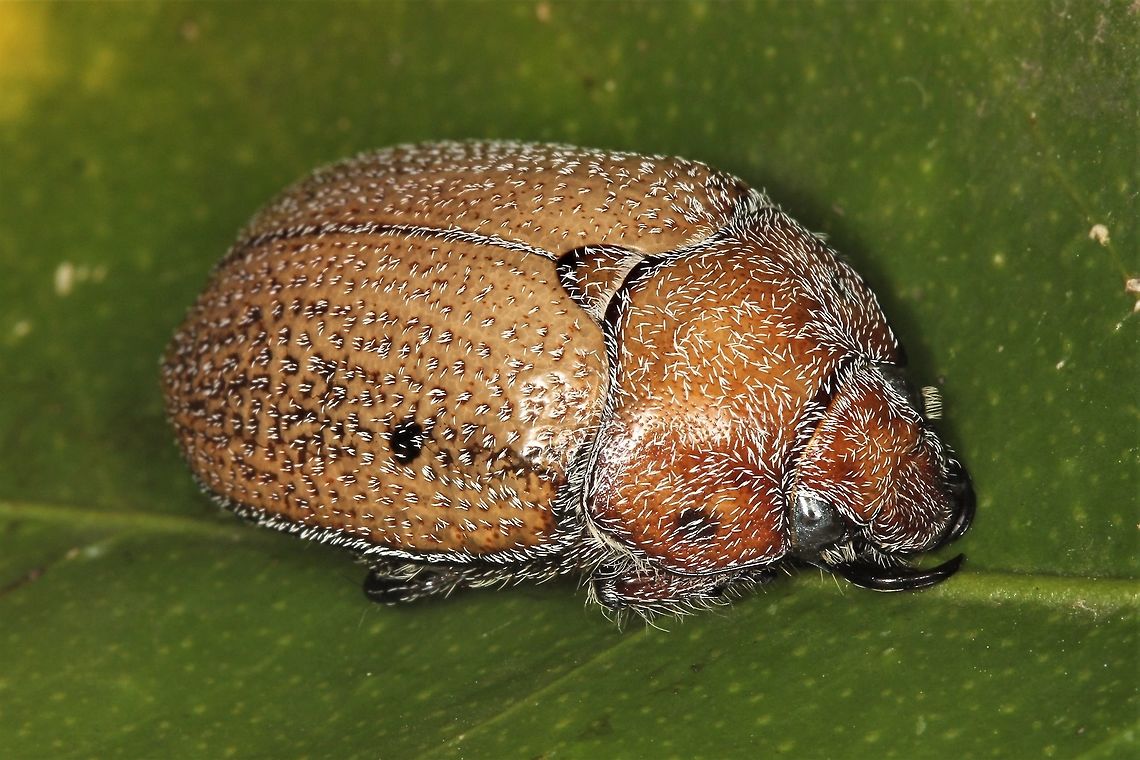 Anoplognathus velutinus This one was attracted to my UV light on a warm night. It is a rather bulky beetle and as it usually turns up in December we consider it also as a Christmas beetle. Anoplognathus velutinus,Australia,Geotagged,Hairy Christmas beetle,Spring