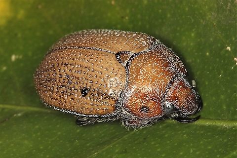 Anoplognathus velutinus This one was attracted to my UV light on a warm night. It is a rather bulky beetle and as it usually turns up in December we consider it also as a Christmas beetle. Anoplognathus velutinus,Australia,Geotagged,Hairy Christmas beetle,Spring