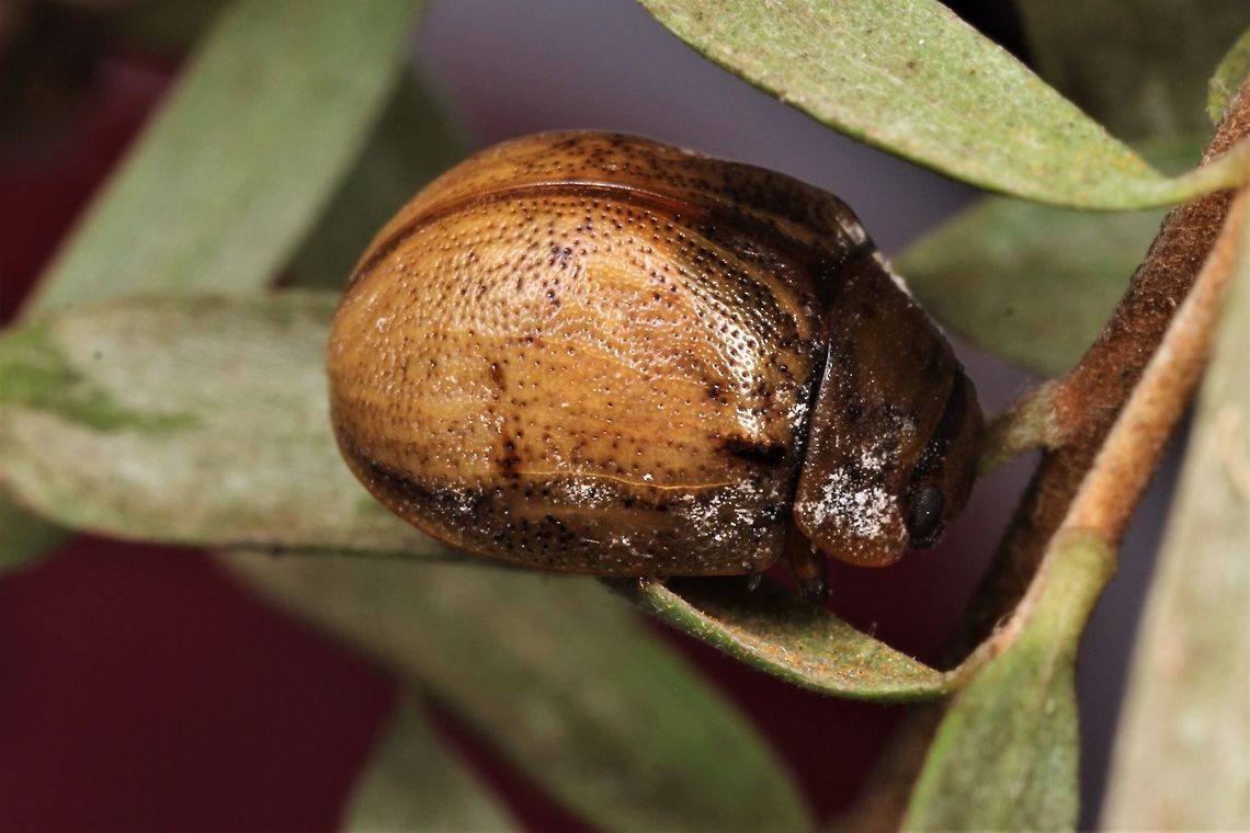 Trachymela on tea tree  Australia,Geotagged,Spring