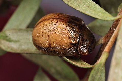 Trachymela on tea tree  Australia,Geotagged,Spring