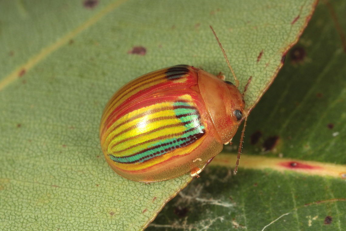 Paropsisterna undescribed species This beetle is known from Queensland and feeds on Angophora.  It is a surprise to find it in Victoria. Australia,Geotagged,Paropsisterna,Spring