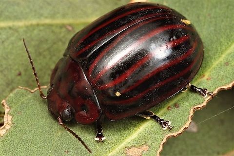 Parpsisterna octolineata  Australia,Geotagged,Paropsisterna octolineata,Spring