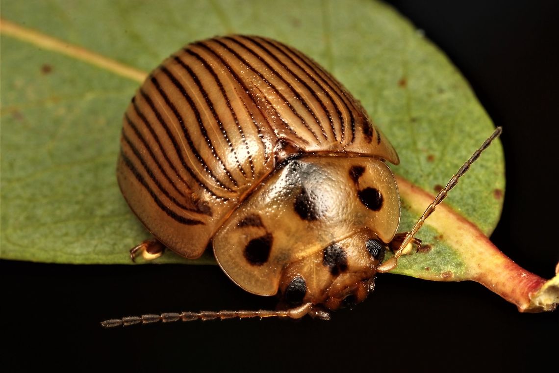 Parpsisterna intacta This leaf beetle is common under bark of eucalyptus and feed nocturnally.  The black pronotal dots look like large eyes.  Females are slightly larger and more convex.  It occurs from Adelaide and possibly north of Sydney and includes Tasmania.  Australia,Eucalyptus leaf beetle,Geotagged,Paropsisterna,Paropsisterna intacta,Spring