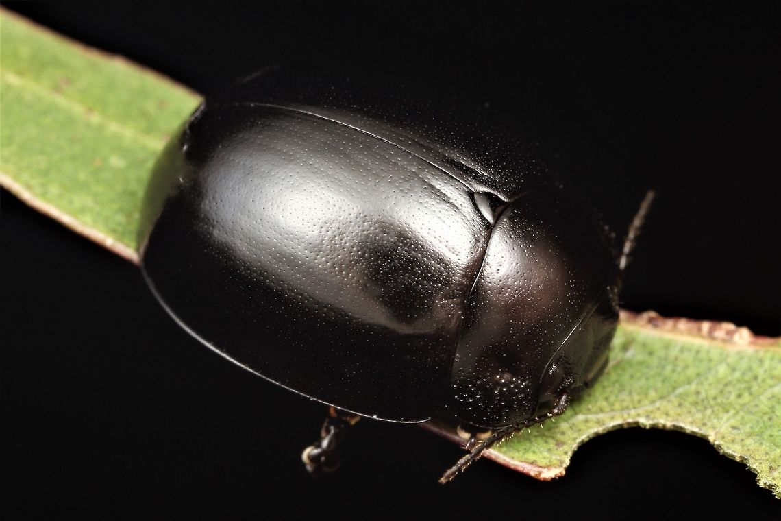 Paropsisterna delmastroi This beetle from far north Queensland (FNQ) was found by Matthew Connors  It is the form of Paropsisterna morio/Ps#02  that occurs in the northern part of the state.  I will do some morphometrics before creating a species entry.   Australia,Geotagged,Paropsisterna,Paropsisterna delmastroi,Spring
