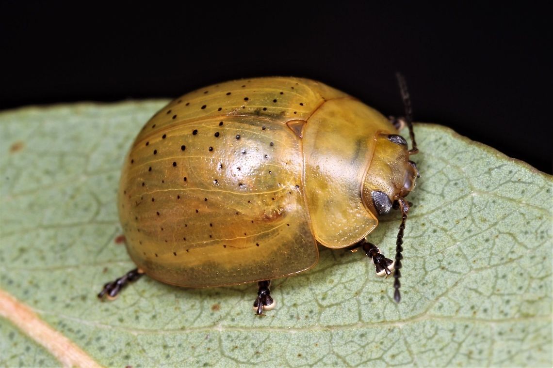 Paropsisterna nigrostillata First sighting of this species.  <br />
This is similar to Pasropsisterna inspersa<br />
<figure class="photo"><a href="https://www.jungledragon.com/image/38908/paropsisterna_inspersa.html" title="Paropsisterna inspersa"><img src="https://s3.amazonaws.com/media.jungledragon.com/images/2776/38908_thumb.JPG?AWSAccessKeyId=05GMT0V3GWVNE7GGM1R2&Expires=1769040010&Signature=vJSzFjZe9k68vZ3%2BjKJ3RF4Vvo4%3D" width="200" height="150" alt="Paropsisterna inspersa http://www.jungledragon.com/image/38909/paropsisterna_inspersa_larva.html Australia,Geotagged,Paropsisterna,Paropsisterna inspersa,Summer" /></a></figure> <br />
 Pasropsisterna inspersa    Moondarra, Victoria Australia,Geotagged,Paropsisterna nigrostillata,Spring,paropsistera