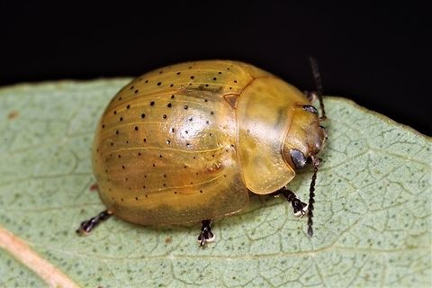 Paropsisterna nigrostillata First sighting of this species.  
This is similar to Pasropsisterna inspersa
https://www.jungledragon.com/image/38908/paropsisterna_inspersa.html 
 Pasropsisterna inspersa    Moondarra, Victoria Australia,Geotagged,Paropsisterna nigrostillata,Spring,paropsistera